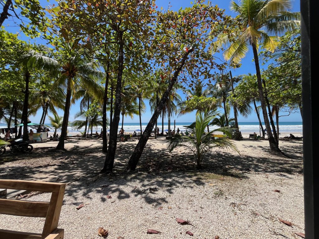 Beach with palm trees and ocean